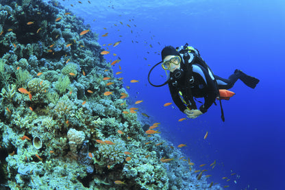 HEATED KIDNEY BELT - DIVE SERIES